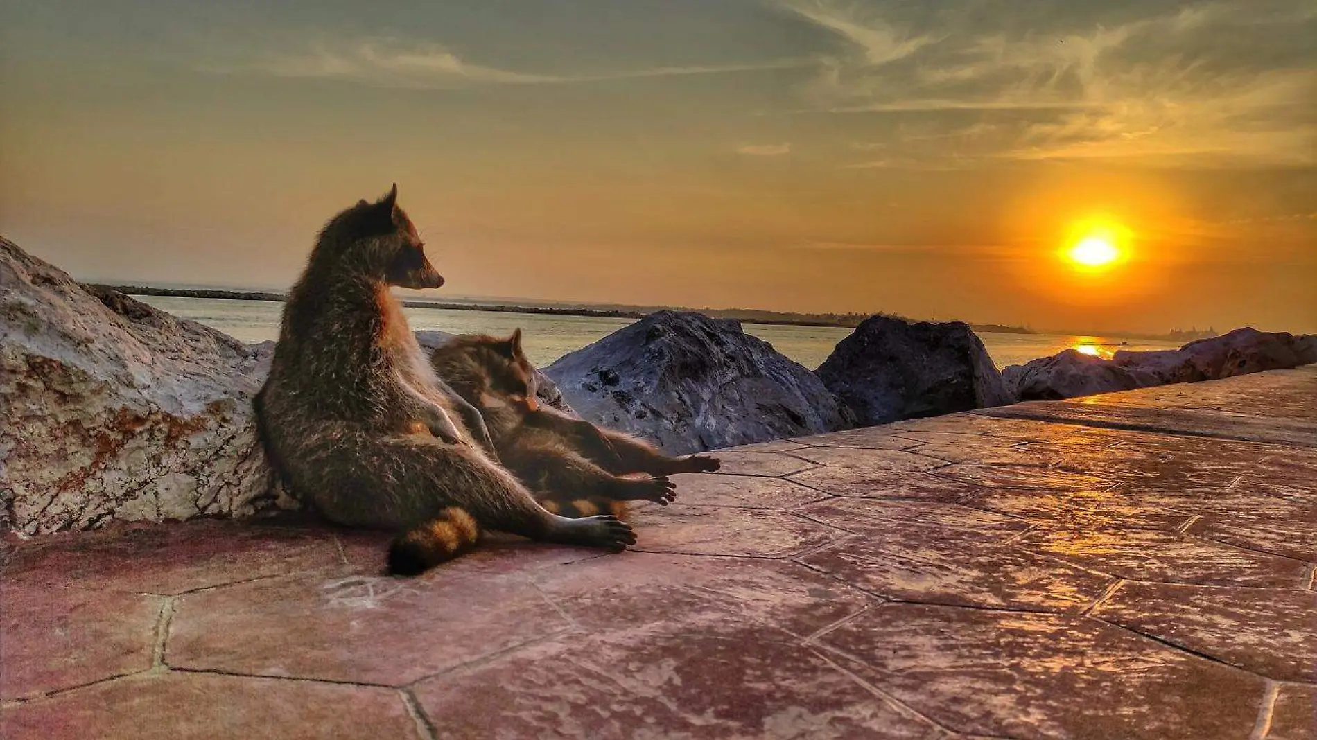 ¿Cómo llegaron los mapaches a las escolleras de playa Miramar?